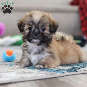 Taylor, Lhasa Apso Puppy